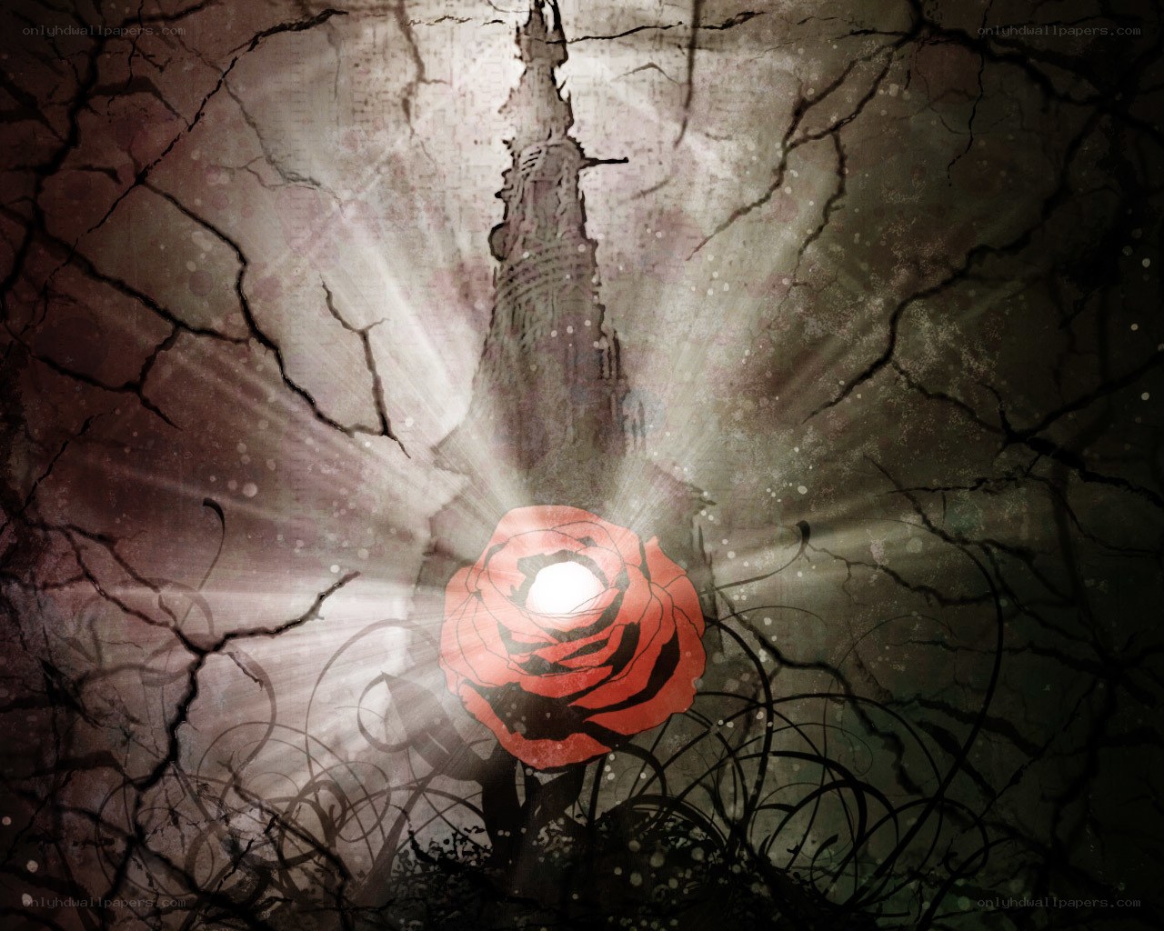 cracked rose with light