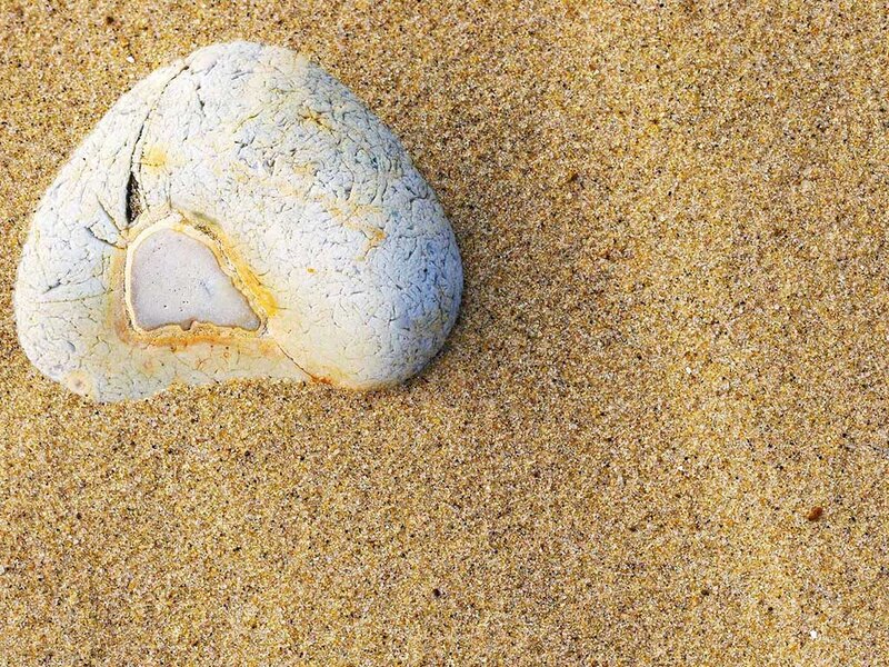 Cracked Seashell on Sand