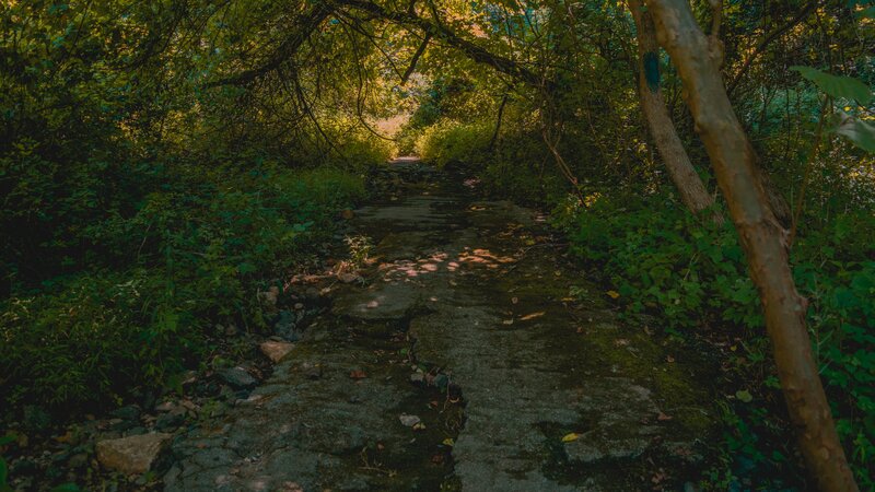 Cracked Stone Path in Forest