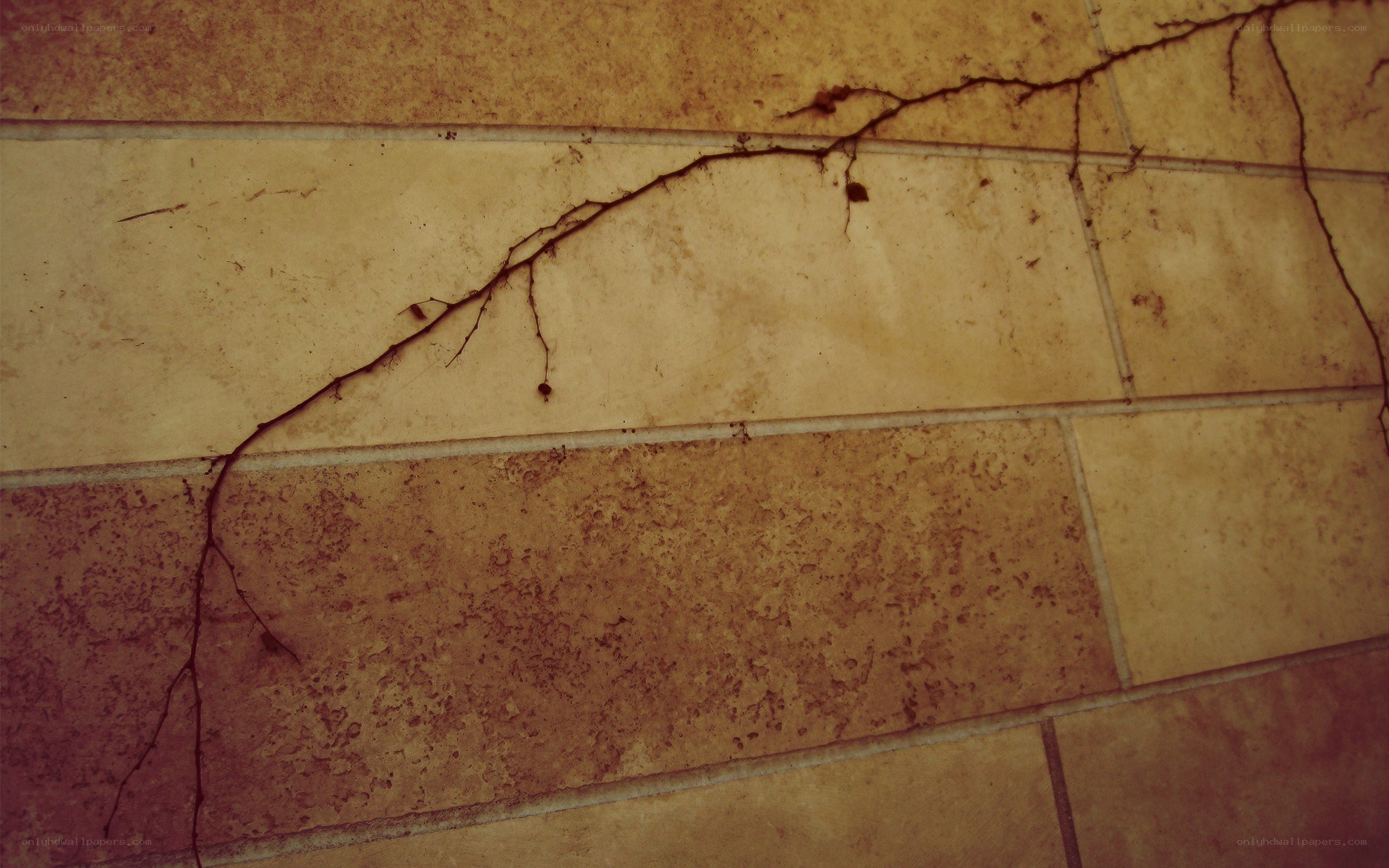 cracked tile wall