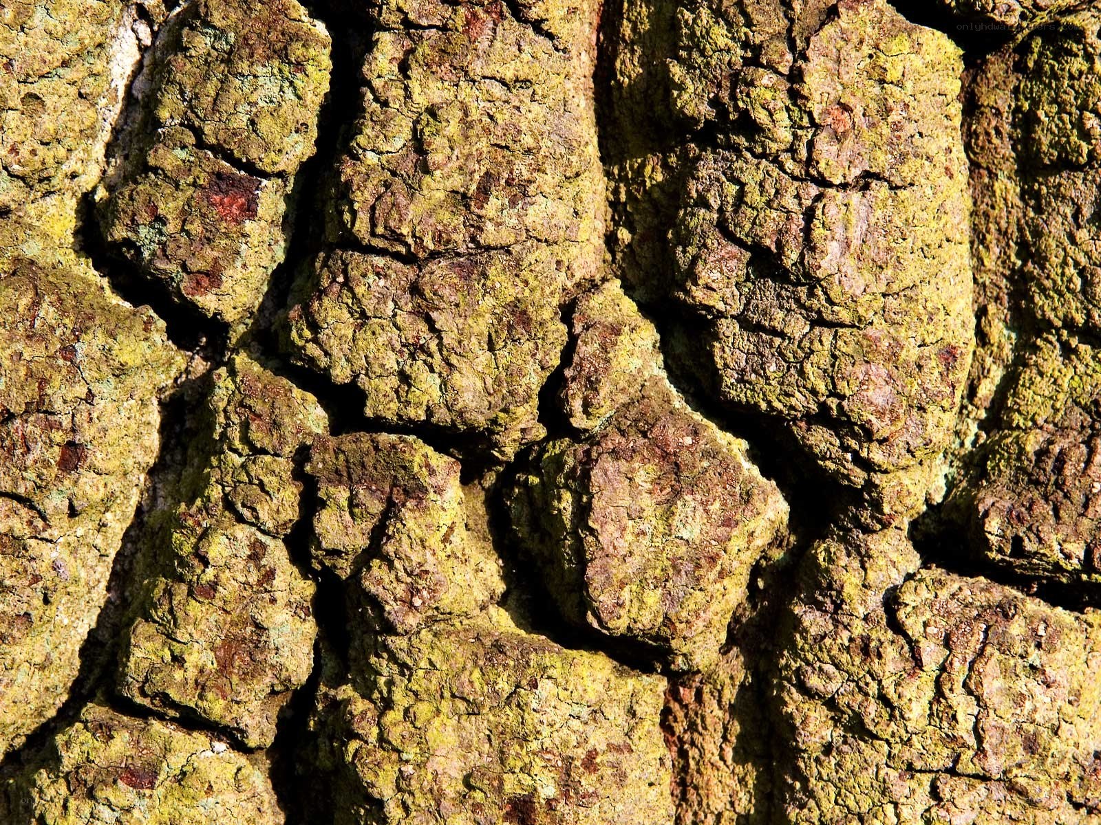 cracked tree bark texture