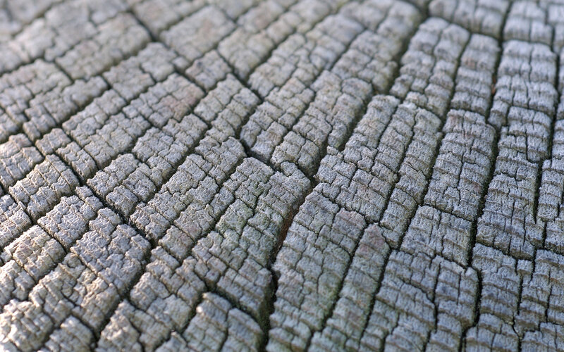Cracked Tree Bark