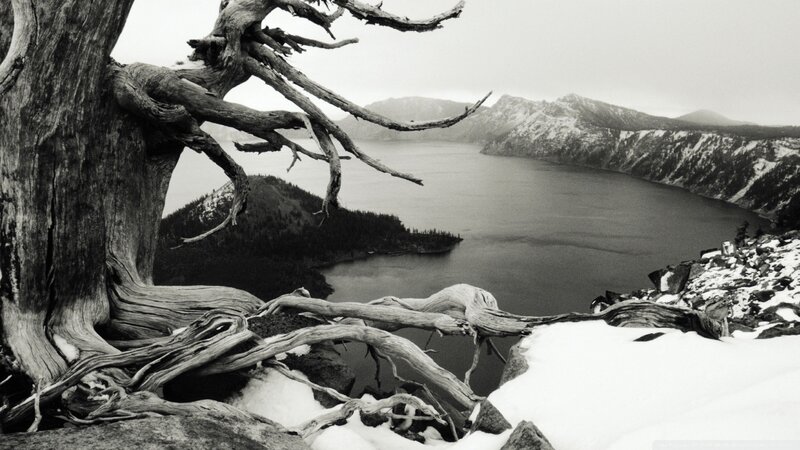 Cracked tree overlooking a lake