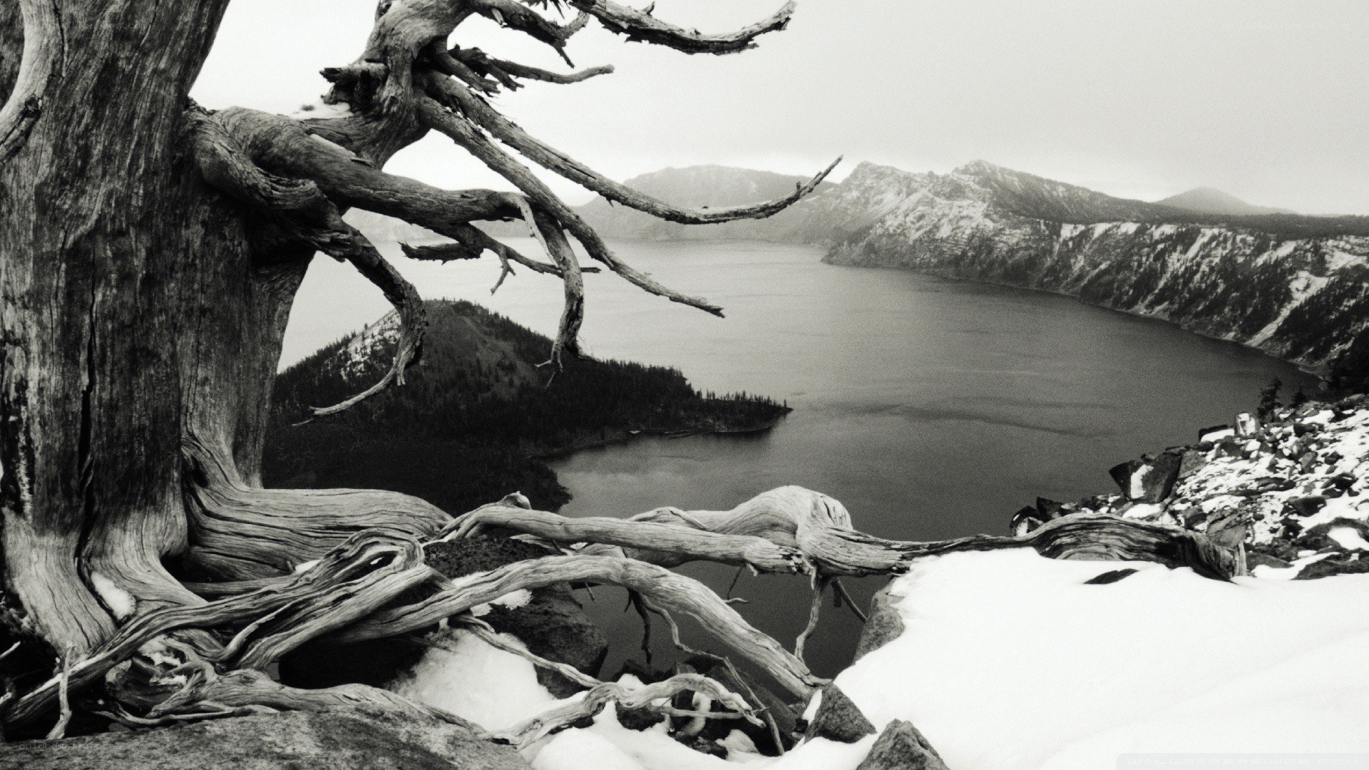 Cracked tree overlooking a lake