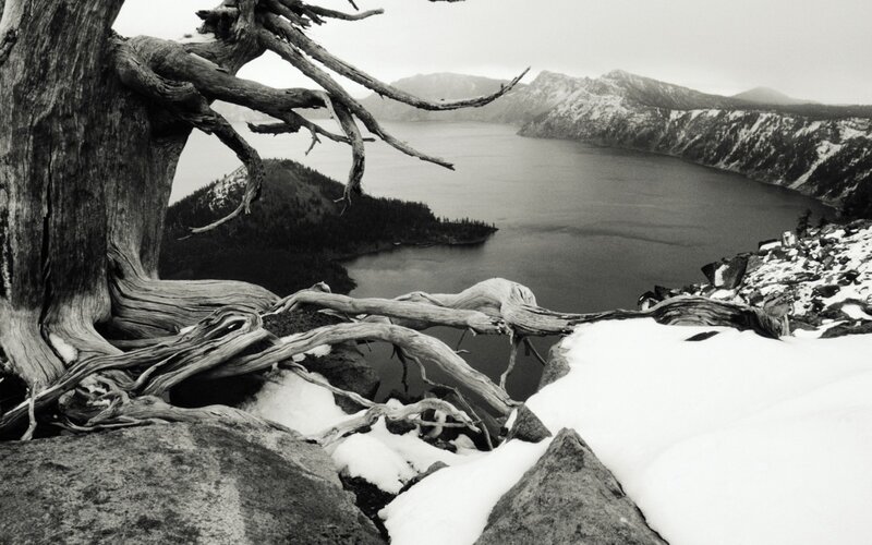 Cracked tree overlooking a lake