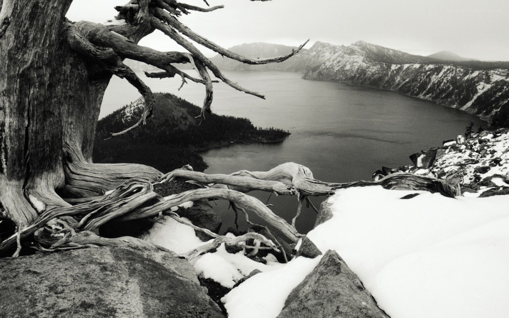 Cracked tree overlooking a lake