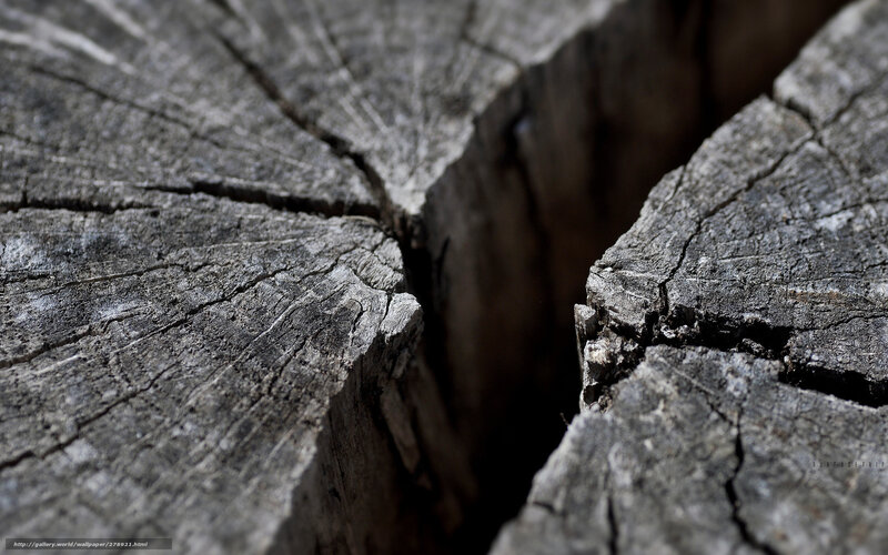 cracked tree stump close-up