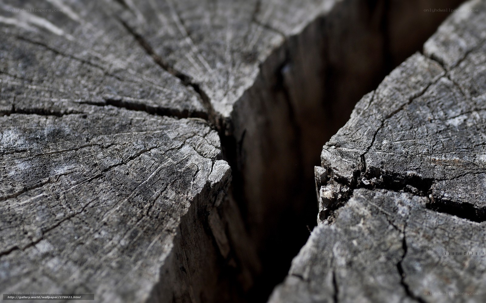 cracked tree stump close-up