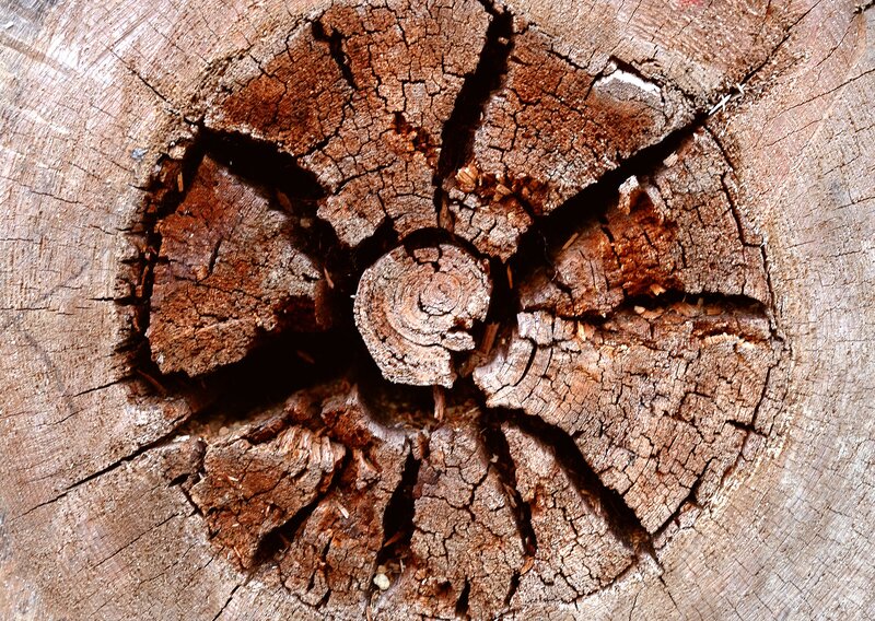 cracked tree stump cross-section