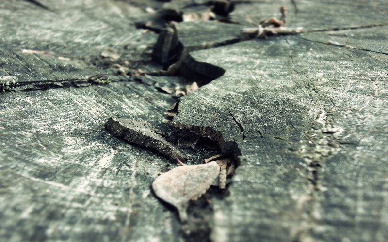 cracked tree stump surface