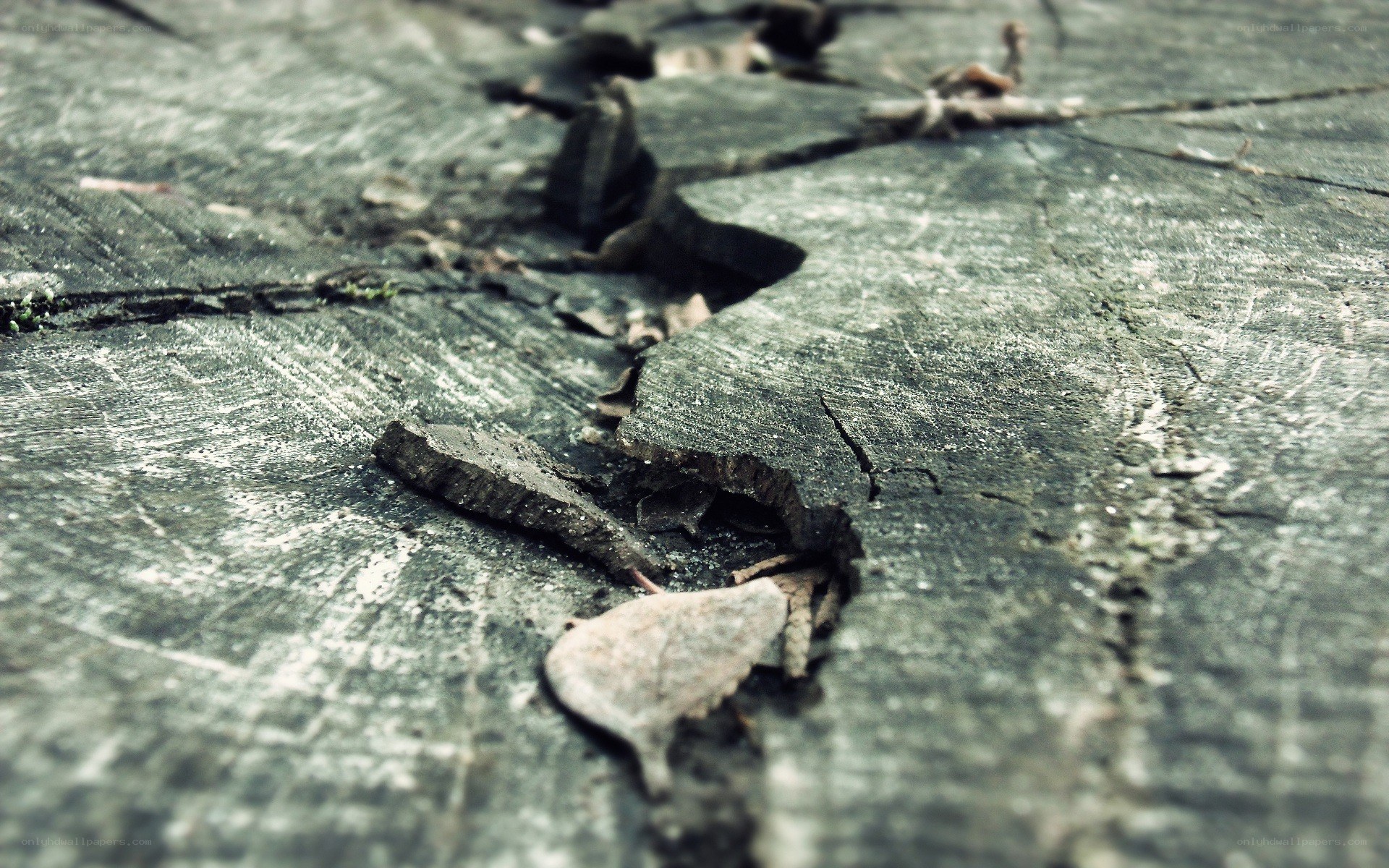 cracked tree stump surface