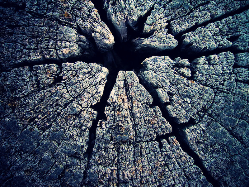 cracked tree stump texture