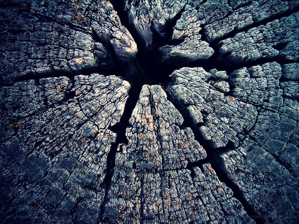 cracked tree stump texture