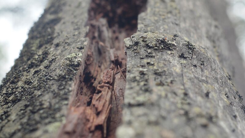 cracked tree trunk