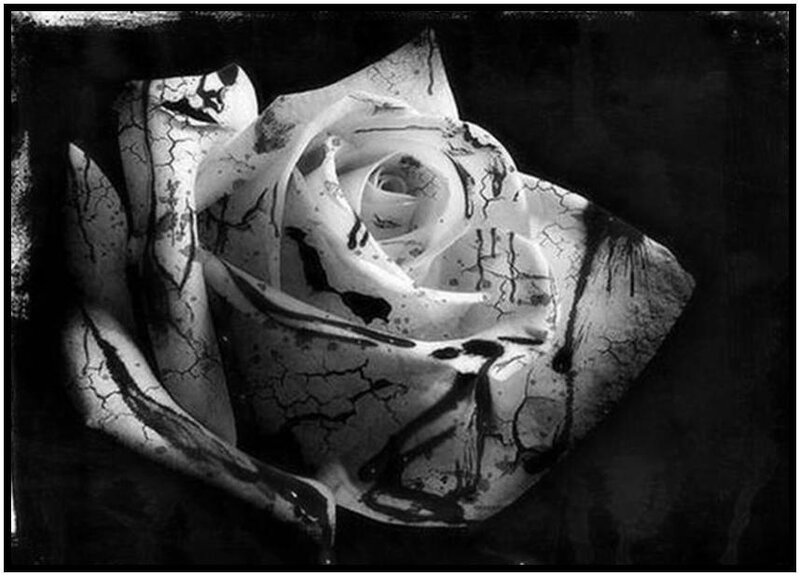 cracked white rose