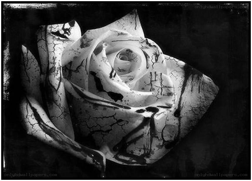 cracked white rose