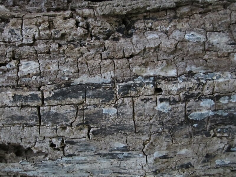 Cracked Wood Surface