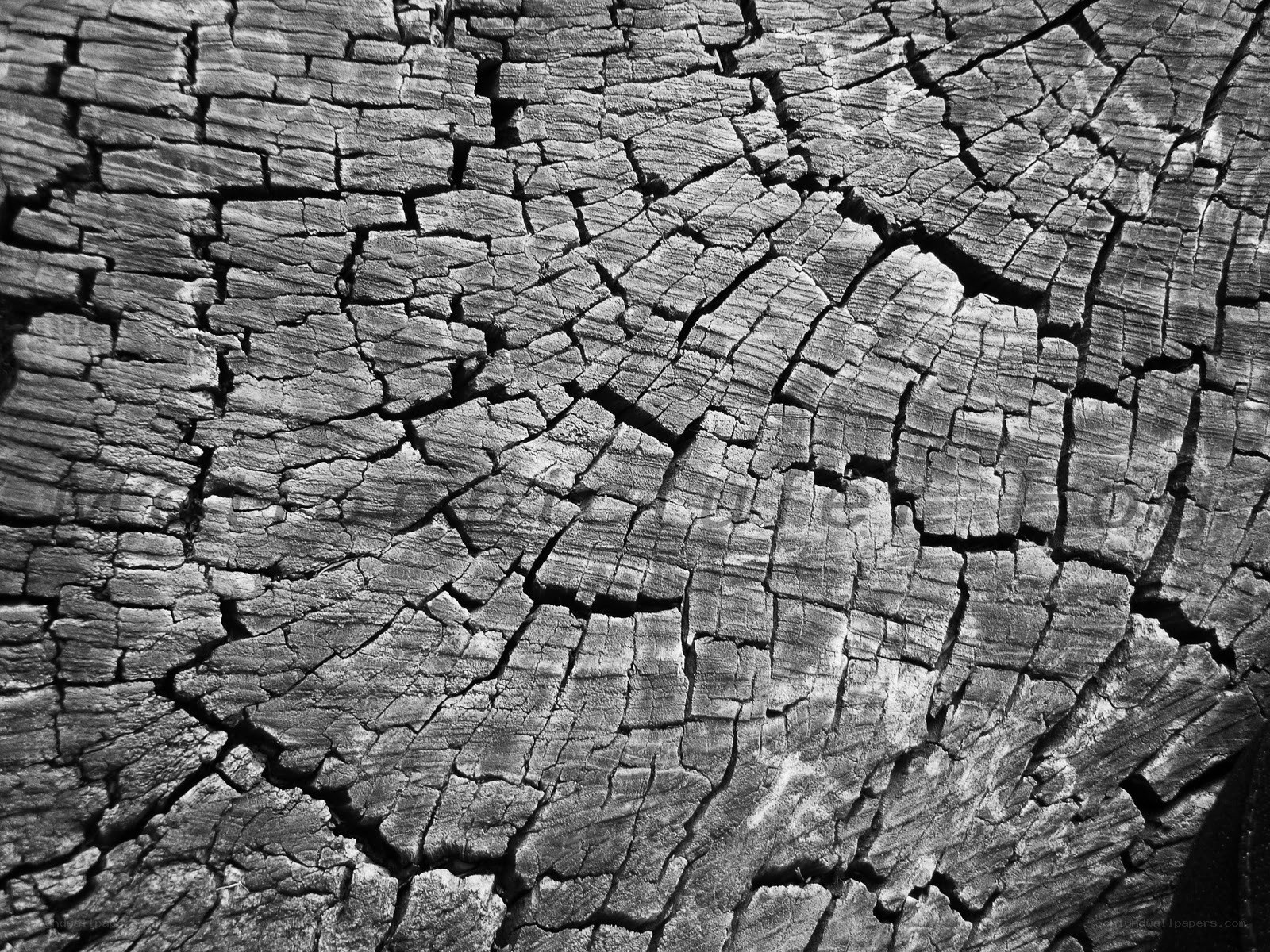 cracked wood texture