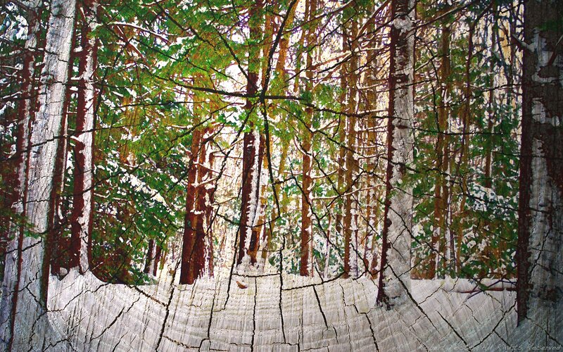 Cracked Wooden Surface — Green