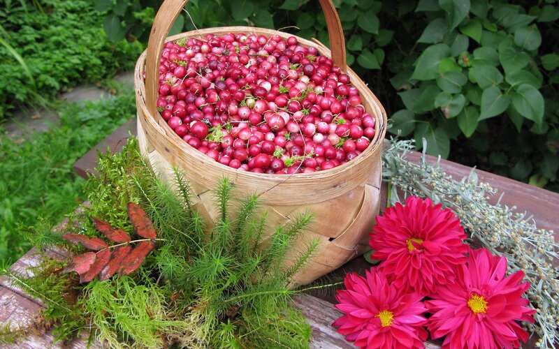 Cranberries in a basket