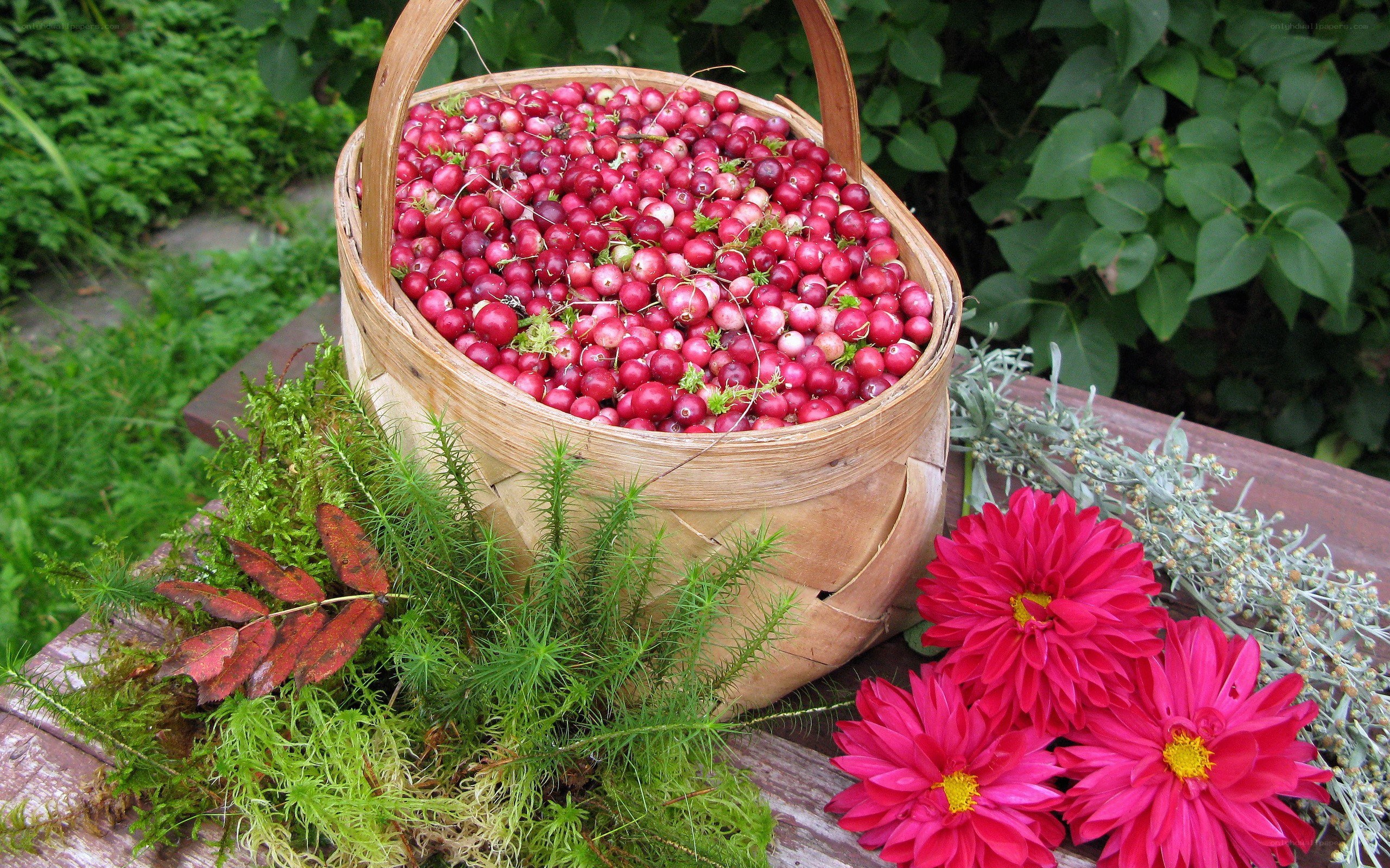 Cranberries in a basket