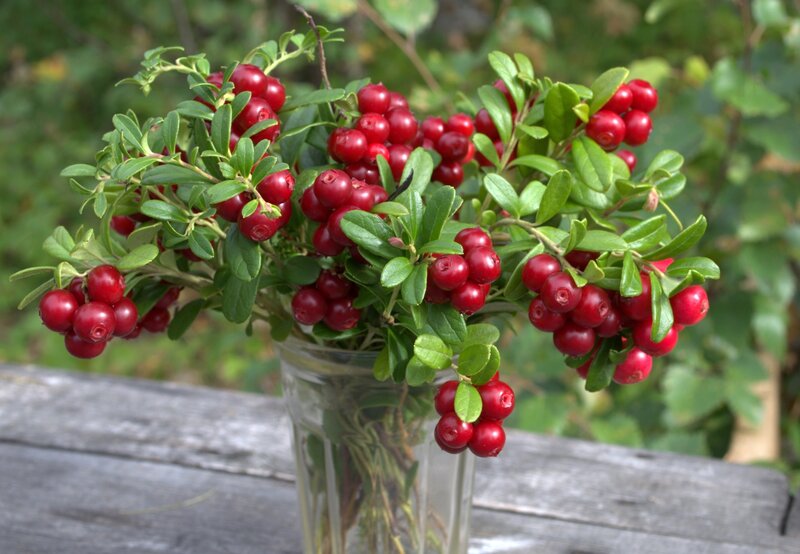 Cranberries in a Vase