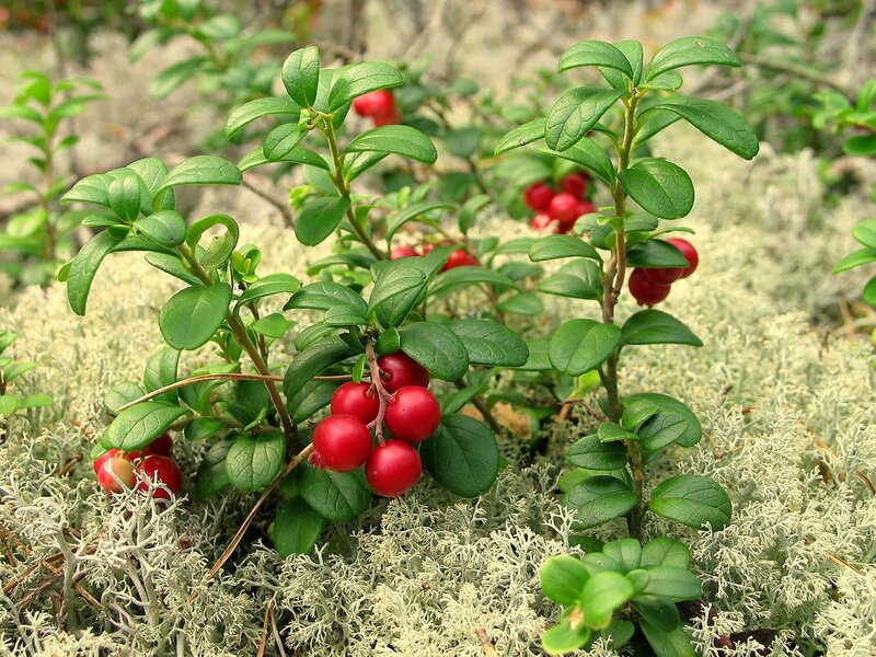 cranberries on a mossy ground