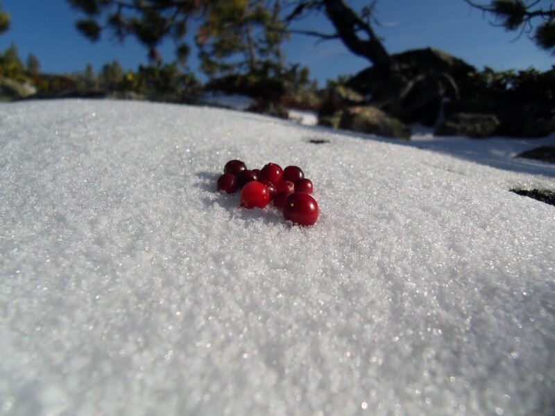 Cranberries on snow