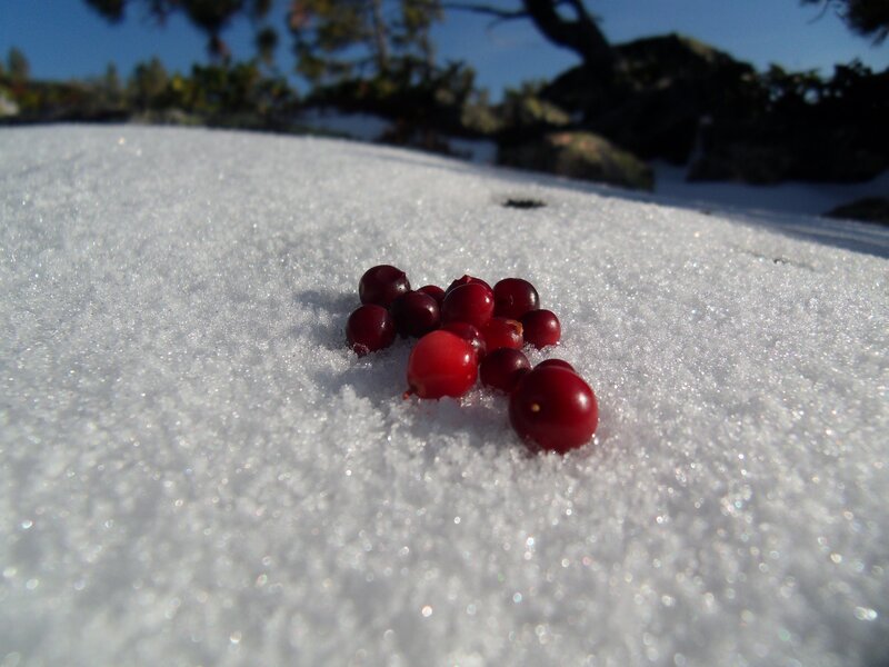 cranberries on snow