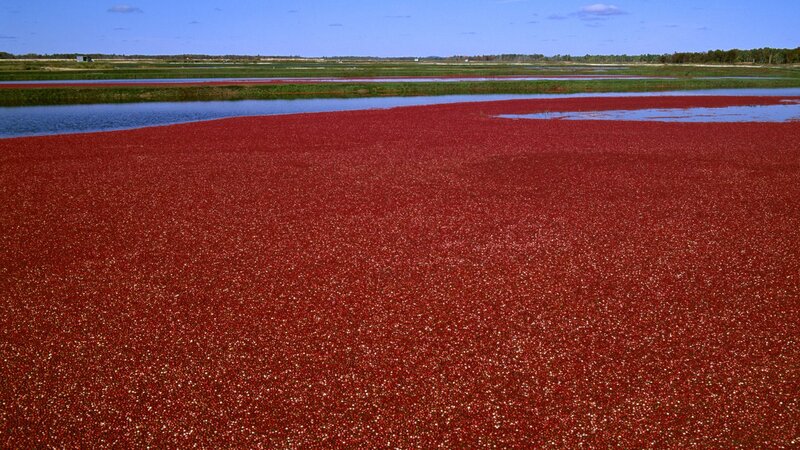 Cranberry bog harvest