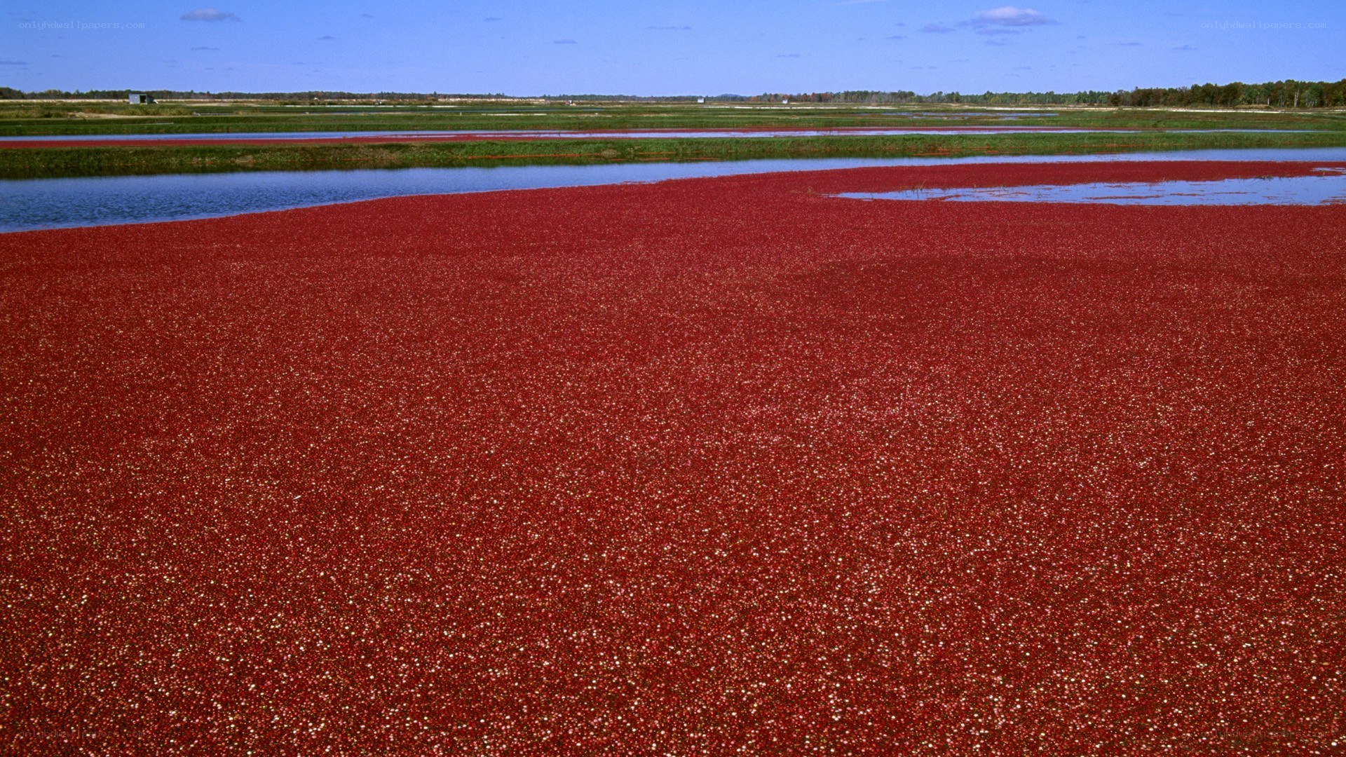 Cranberry bog harvest