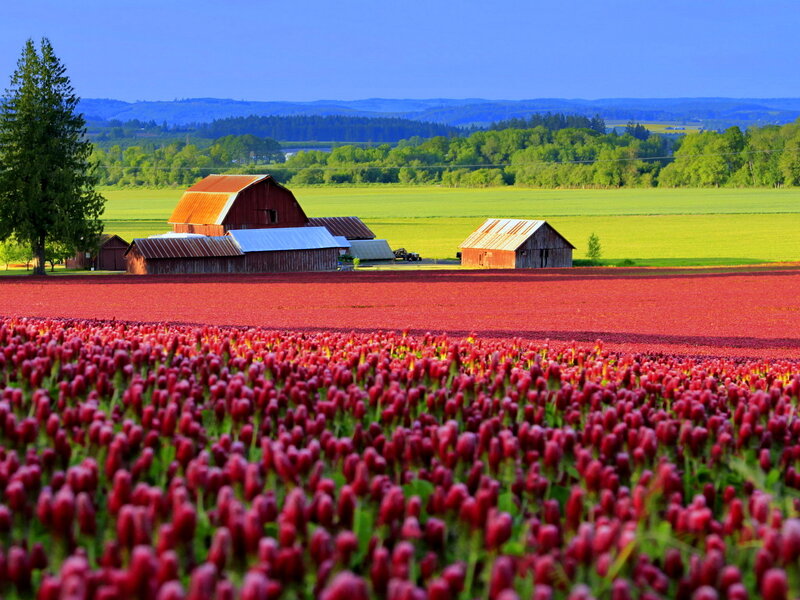 Cranberry Fields and Barns
