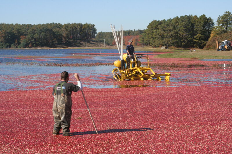 Cranberry Harvest