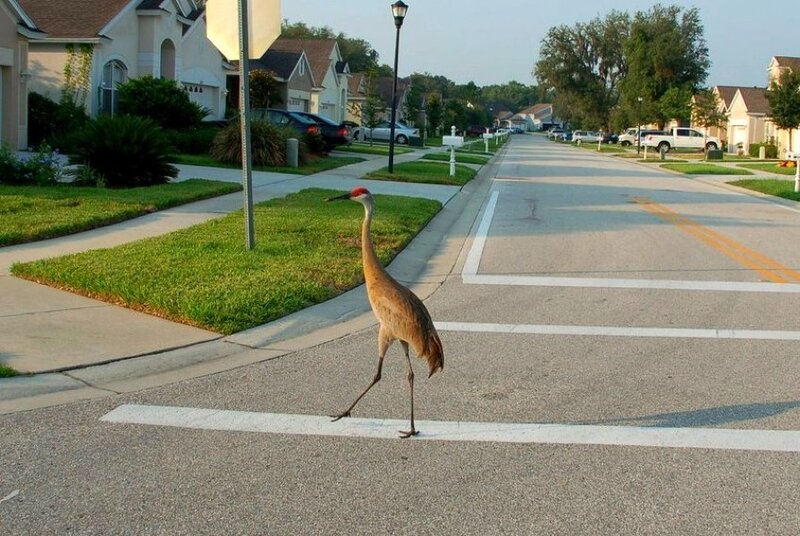crane crossing suburban street