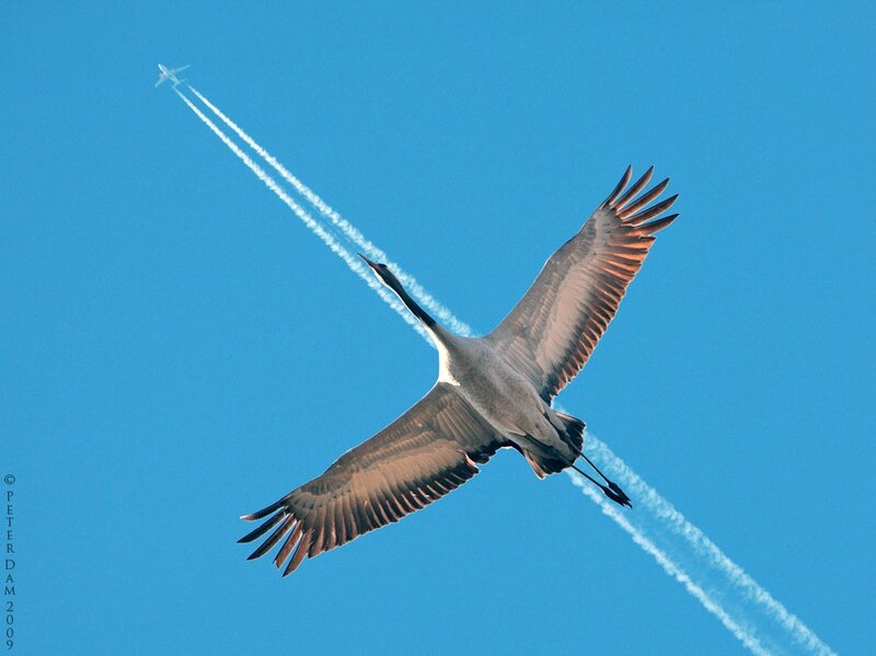 Crane Flying in Sky