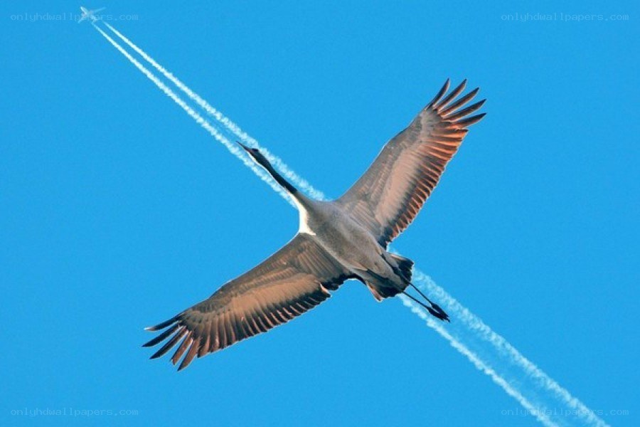 Crane flying with airplane contrail