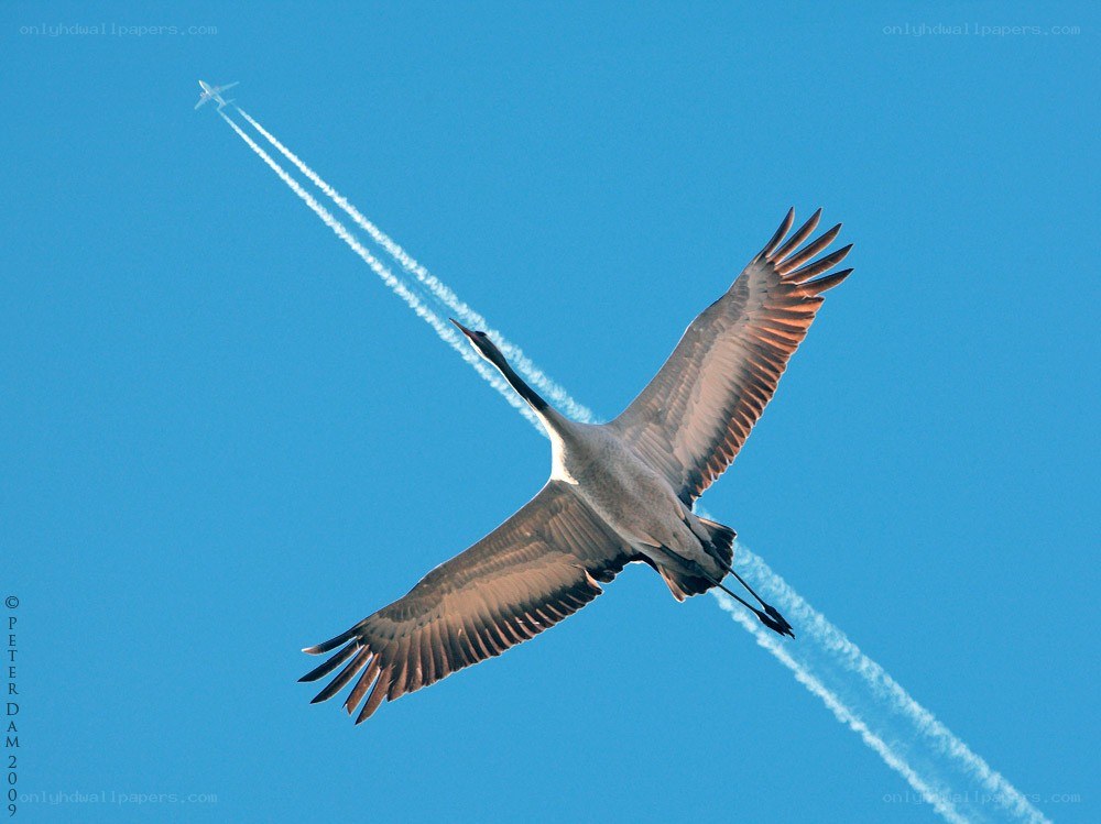 Crane flying with airplane contrail