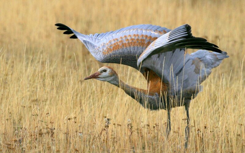 crane in a field