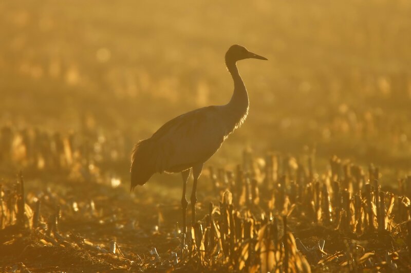 Crane in a Field — Gold