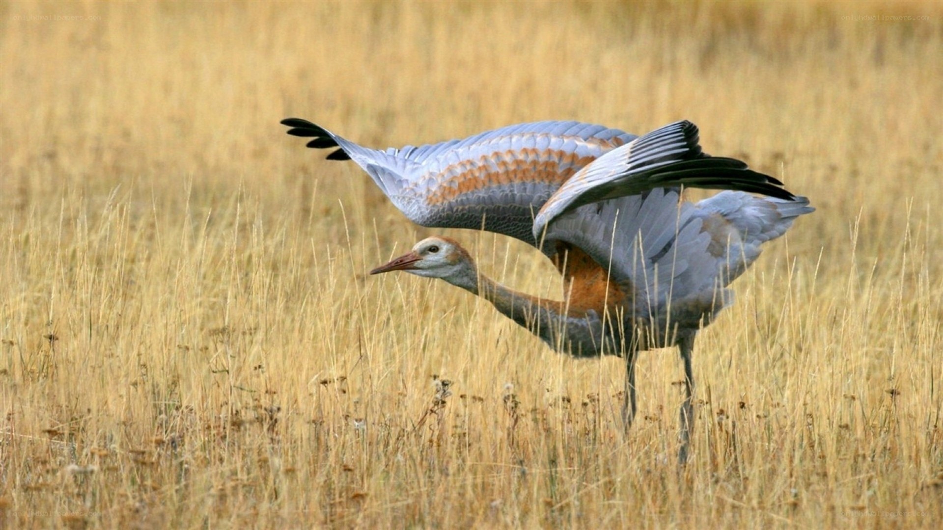 Crane in a grassy field
