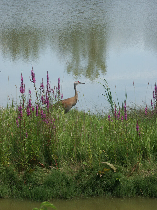 Crane in a marsh