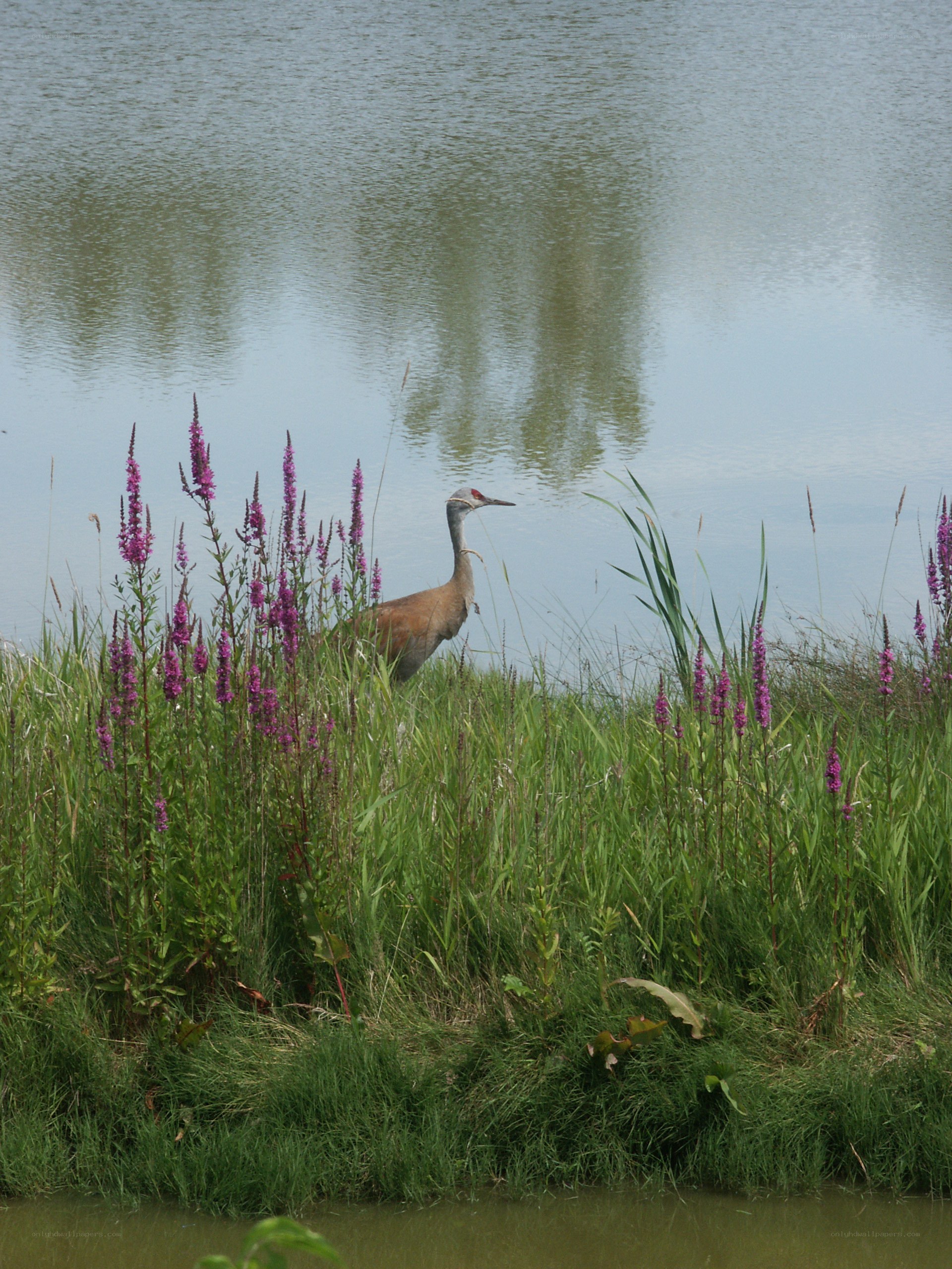 Crane in a marsh