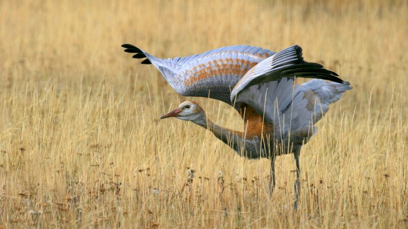 Crane in Flight — Yellow