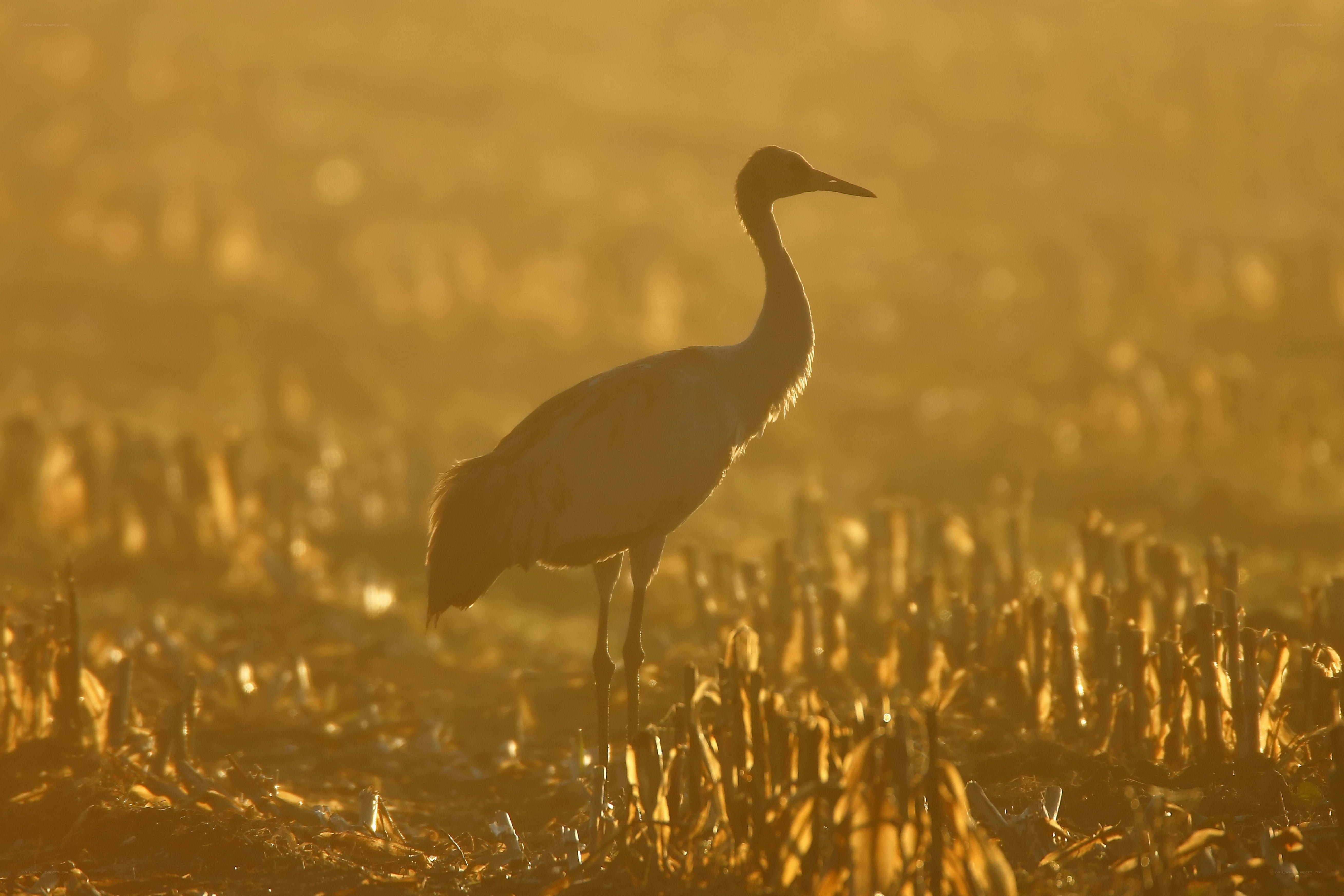 Crane in golden light