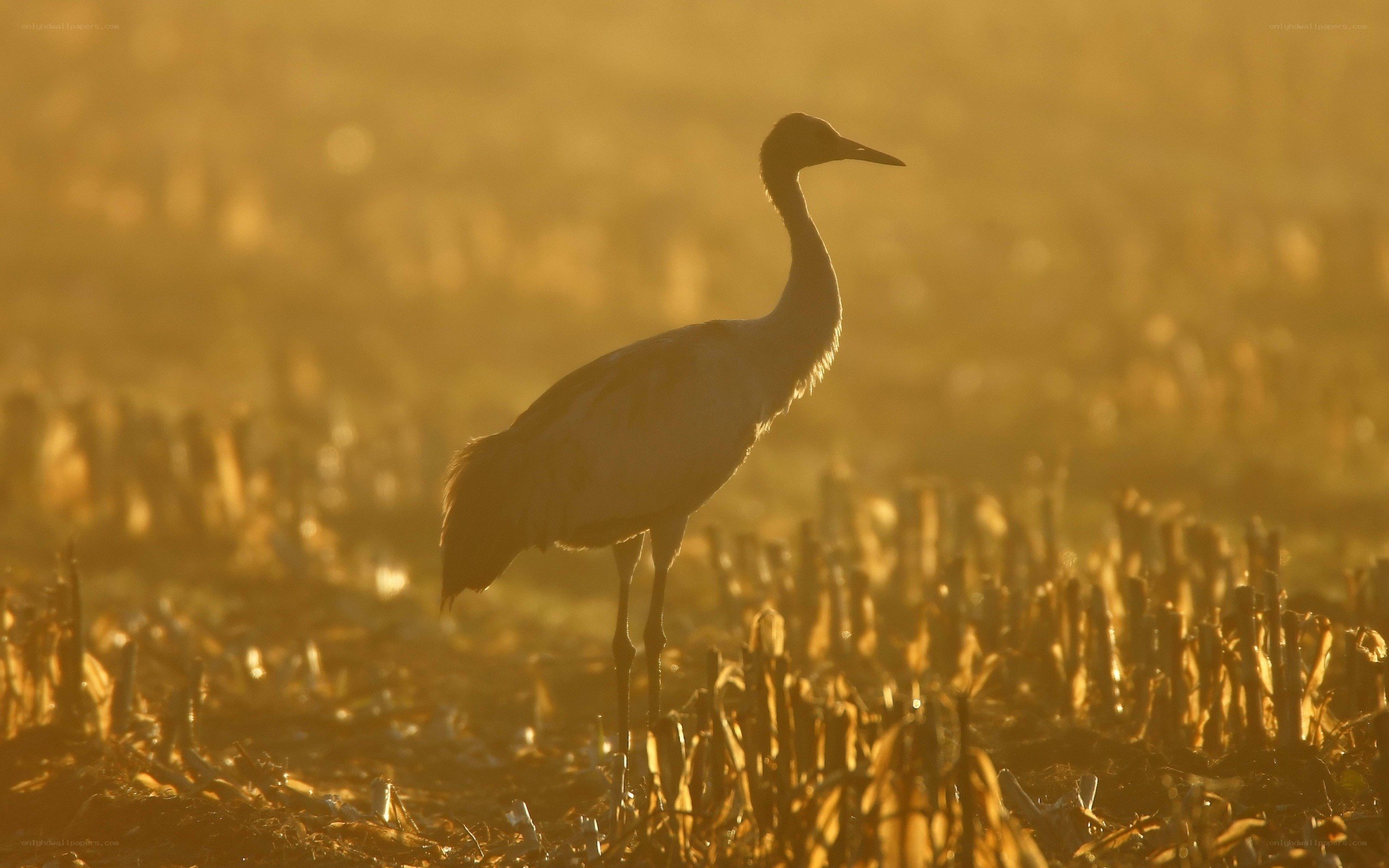 Crane in golden light