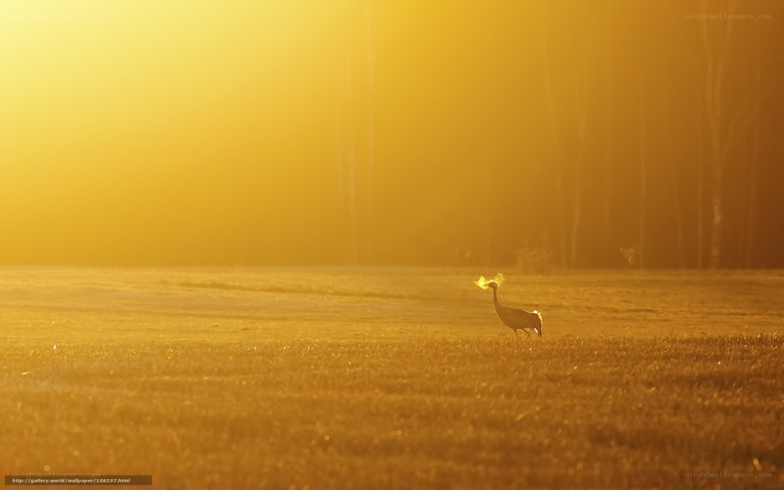 crane in golden light