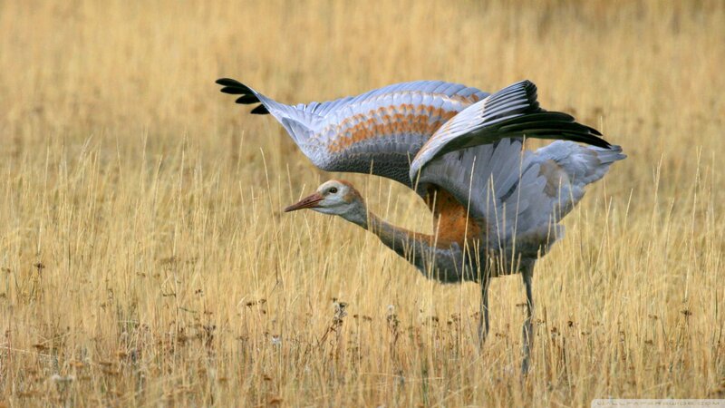 Crane in Grass Field