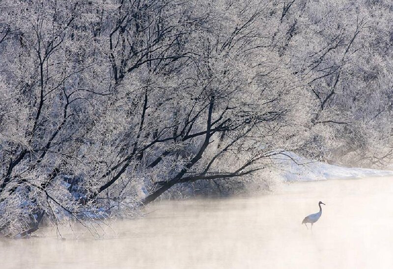 Crane in Misty River