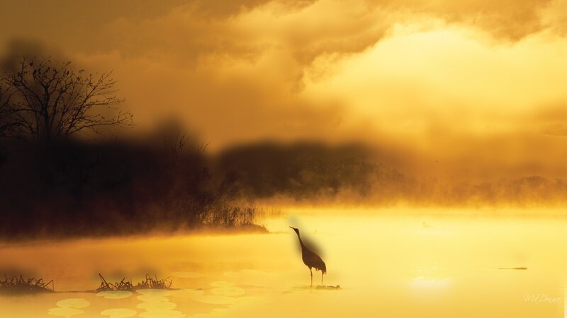 Crane in Misty Water