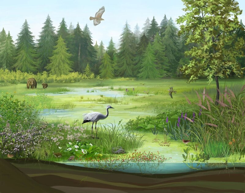 Crane in Wetland